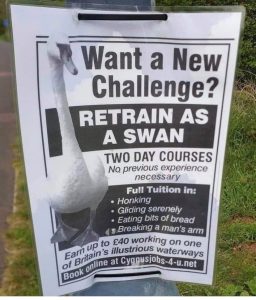 swan.jpg