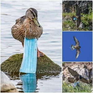 birds entangled with masks.png