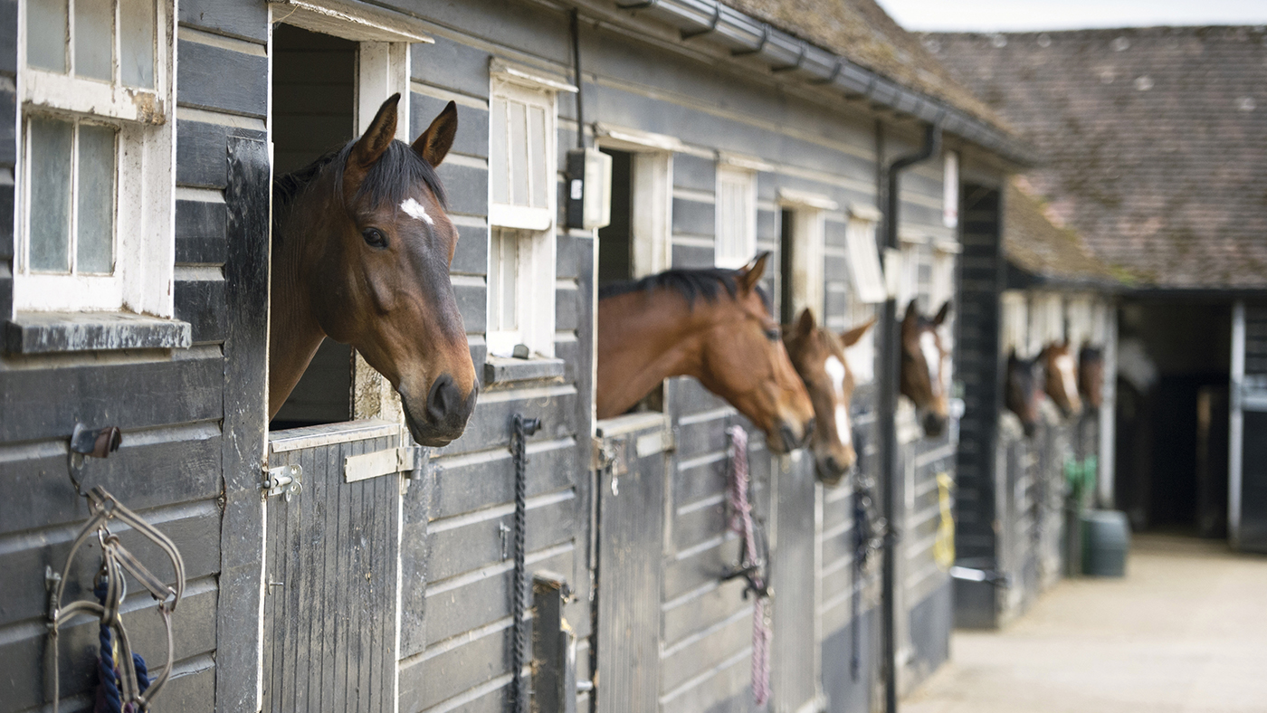 horses heads over the stable doors on a yard