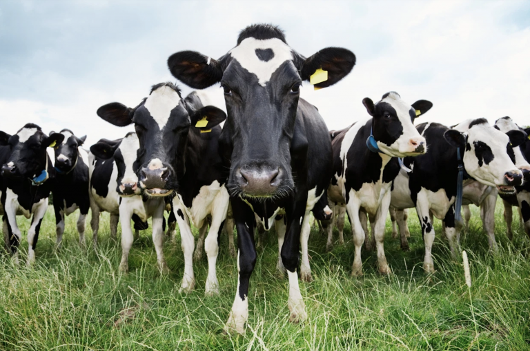 The Data Suggest We Achieved Herd Immunity Before the Vaccines Were Rolled Out