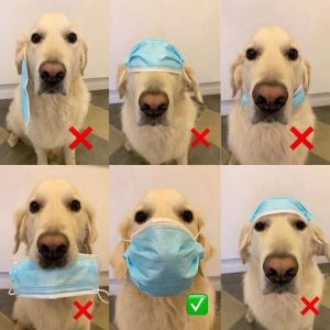 Masked Labrador.jpg