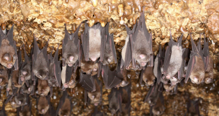 Wuhan Scientists Submitted Plans to Release Coronaviruses into Bat Caves in 2018
