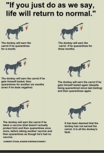 donkey carrot.jpeg