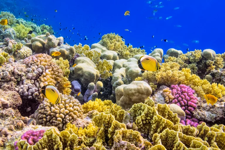 Coral and the Great Global Warming Lie
