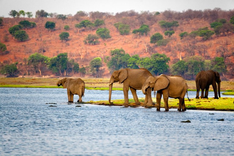 Postcard From Botswana