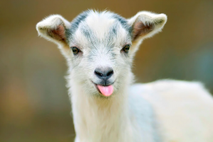 Goat.png