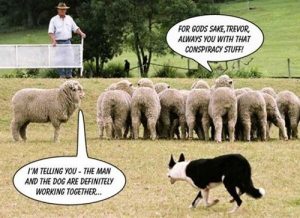 sheep conspiracy.jpg