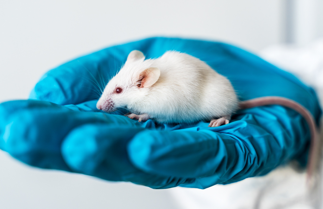 Small experimental mouse is on the laboratory researcher's hand.Testing covid-2019 new coronavirus vaccine in laboratory animals.