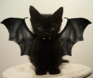 Kitten-Bat.png
