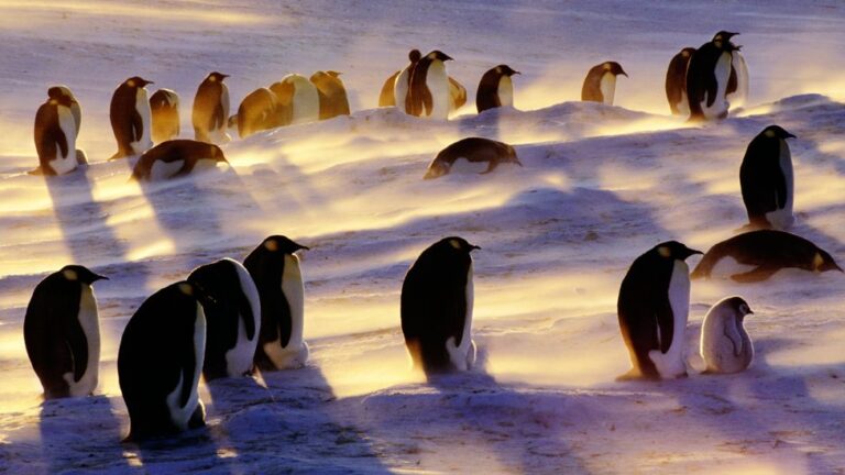 No, There Weren’t “Unprecedented Heatwaves” at Both of Earth’s Poles Last Week