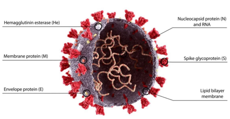 Covid Vaccines Impair Immune Response to Infection, U.S. Government Study Shows