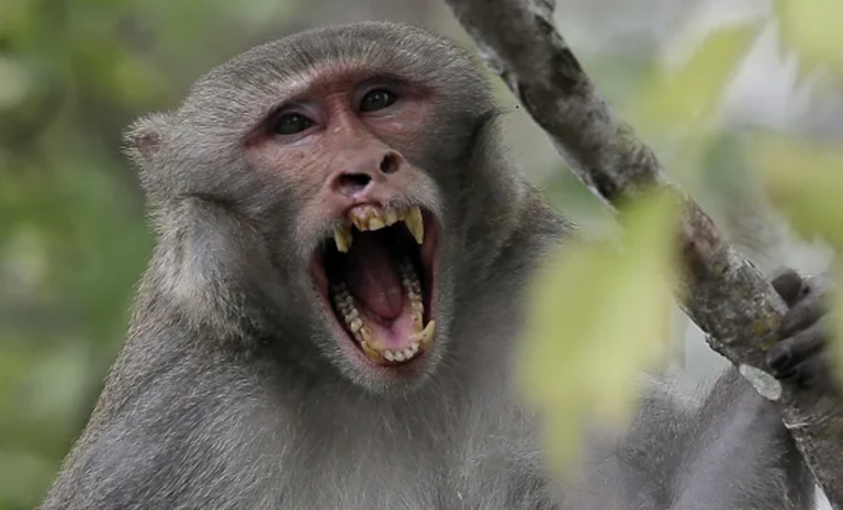 Don’t Panic Mr Monkeypox! Social Distancing Returns Due to New Viral Panic