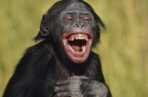 xChimp,P20laughing_0.png.pagespeed.ic.0ct_D_M8co.jpg
