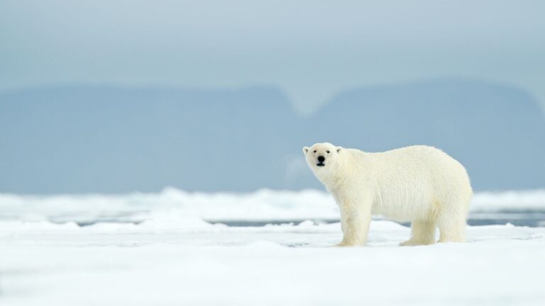 No Sign of the BBC’s Alarmist Climate ‘Tipping Points’ in the Arctic