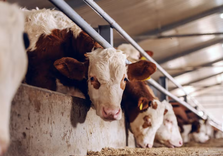 Covid Vaccines Cause a New, Fast-Acting Form of Deadly ‘Mad Cow’ Neurological Condition CJD, Says Leading Virologist