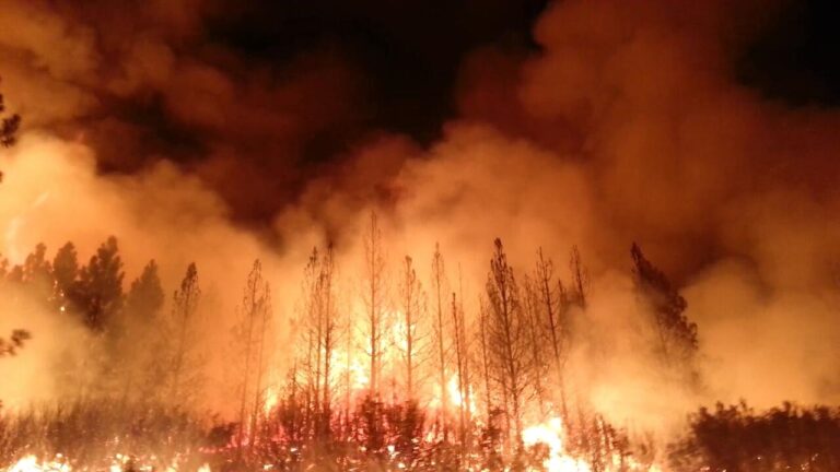 Sorry, Climate Change Hysterics. There Are Fewer Wildfires Today Than in the 1930s