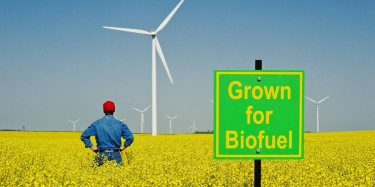 There is No Food Crisis – If Only We Stopped Burning it as ‘Green’ Biofuel