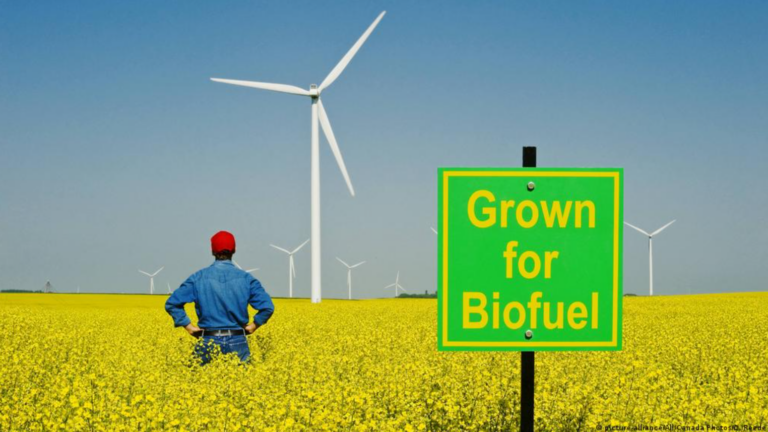 There is No Food Crisis – If Only We Stopped Burning it as ‘Green’ Biofuel