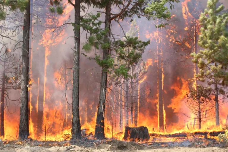 The Fact-Checkers Are Piling on Again – This Time About Forest Fires