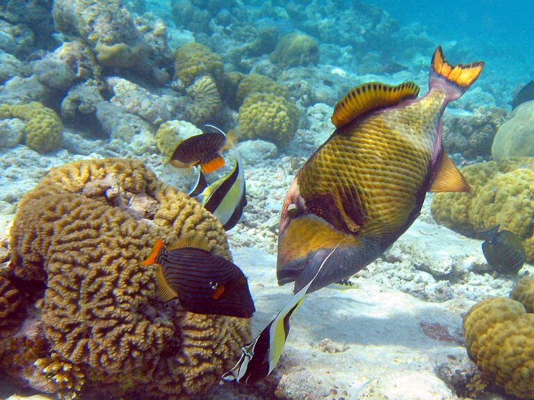 Effects of Ocean Acidification on Fish Behaviour Are Much Smaller Than Previously Claimed