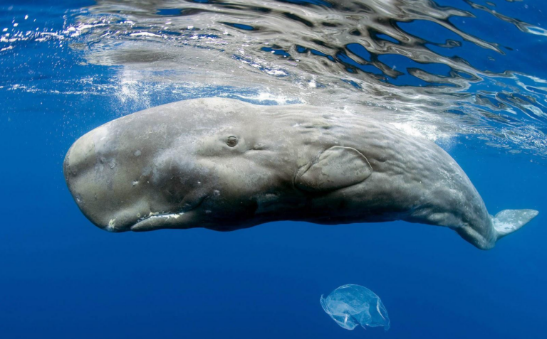 Whale Population Grows Despite Attenborough Climate Scaremongering