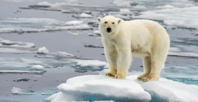 Polar Bear Shock: ‘Vanishing’ Animals Not Killed by Climate Change But Have Just Migrated, Says Scientist