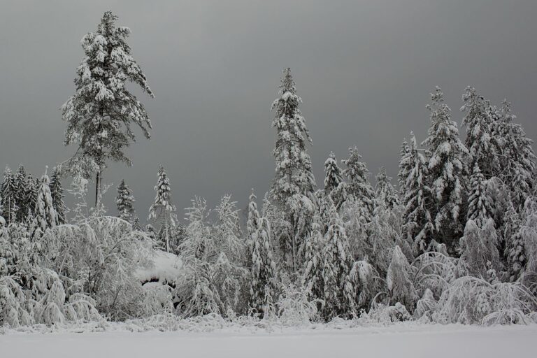 Forecasters are Predicting a Cold Winter in Europe