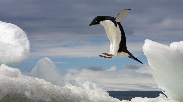 Attenborough Laments Demise of 800 Penguins “Because Climate Change” – But Fails To Report Discovery of New Colony 1.5 Million Strong