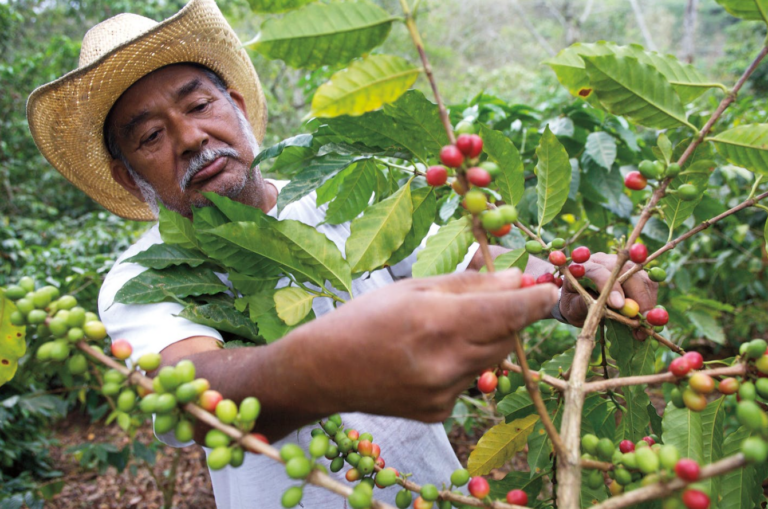 U.K. ‘Climate’ Aid Money Paying for Gender “Revision” Lessons for Mexican Coffee Growers