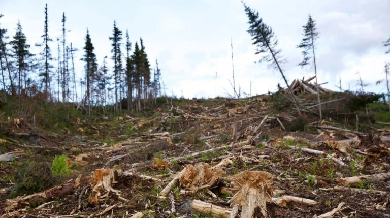 “Renewable” Power Station Owner Caught Felling Primary Forest for Fuel in Practice Slammed as “Absolutely Insane” by Ecologists