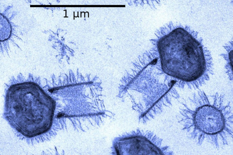 PCR Tests Yield Real Results, Even If They’re Often Abused to Propagandise the Population