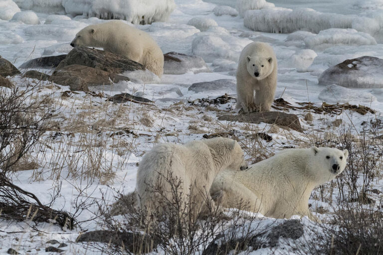 Shock News: Polar Bears Are Thriving