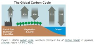 Carbon Cycle.jpg