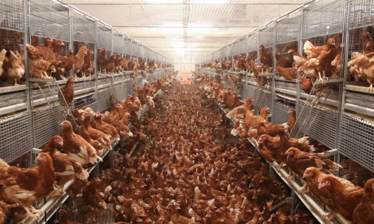 Do Avian Influenza Lockdowns Make Any More Sense Than Covid Ones?