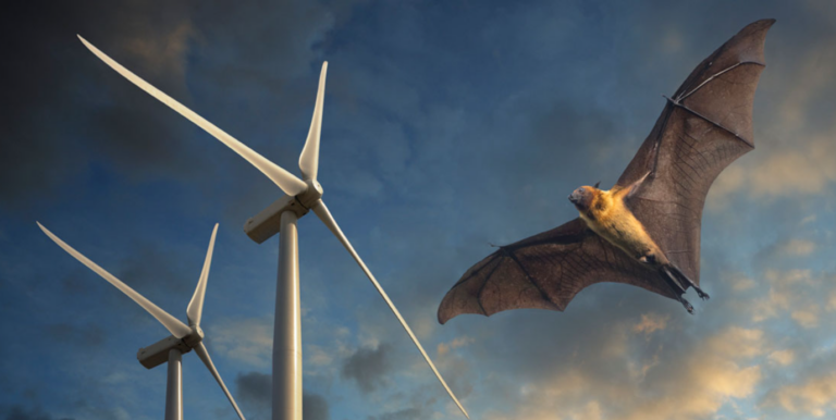 Green Bombshell: New Evidence Points to the Annual Slaughter of Millions of Bats by Onshore Wind Turbines