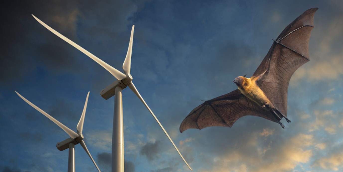 Green Bombshell: New Evidence Points to the Annual Slaughter of Millions of Bats by Onshore Wind Turbines – The Daily Sceptic