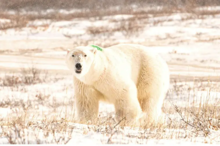 No Evidence for BBC Claim that It’s “Getting Too Warm for Polar Bears”