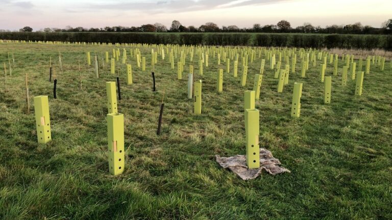Trees Planted by Councils Die After “Rush Job to Show Off Green Credentials”