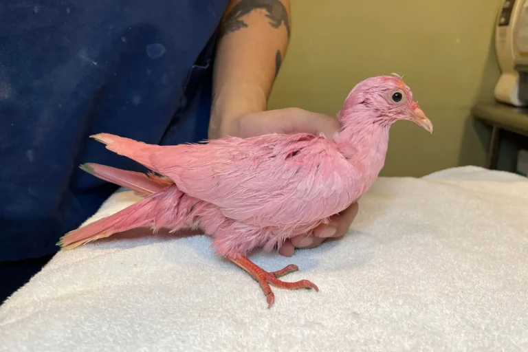 Pigeon Dies in Gender Reveal Stunt Gone Wrong