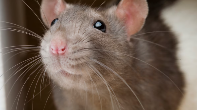 Lancet Pushes Dangerous Theory That People Are Worth No More Than Rats