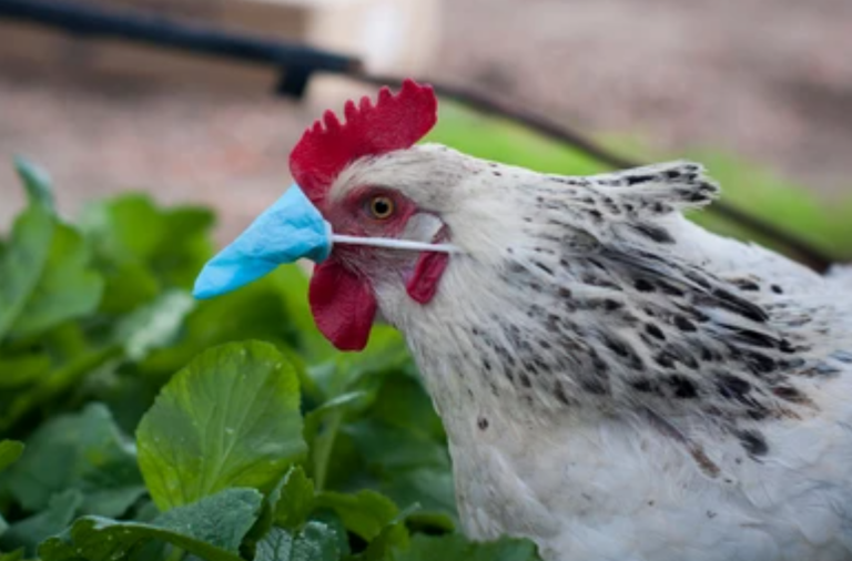 Bird Flu Has Mutated to Infect People, Scientists Claim – But No Human-to-Human Transmission