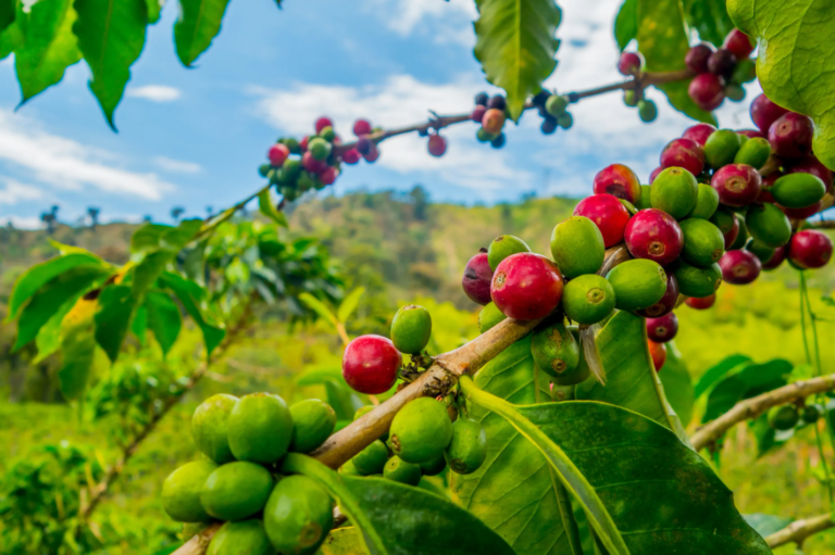 Guardian Pushes Alarmist Claim That Climate Change Threatens Coffee Production as Yields Soar