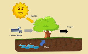 elementary carbon science.jpg