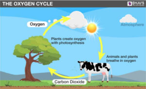 Carbon Oxygen Cow cycle.jpg
