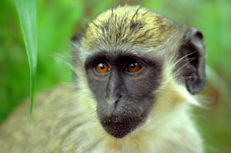 Green Monkeys, You Say? BioNTech’s Vaccine Production Facility Was Site of Marburg Virus Outbreak