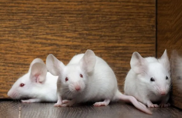 The Mice That Gave Up Reproducing and Died Out