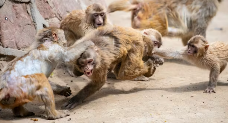 Most Monkeys are Bisexual, Study Finds. Brace Yourself for the Wrongheaded Lessons for Humans