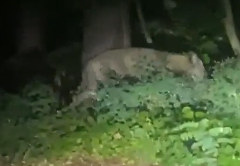 The Great Berlin Lion Panic of 2023