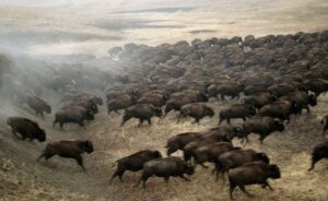 American Bison herd.JPG