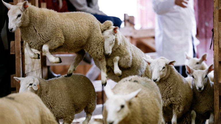 The Green War on Animals: Cattle, Sheep and Even Pets Are Now in the Sights of Deranged Eco-Warriors
